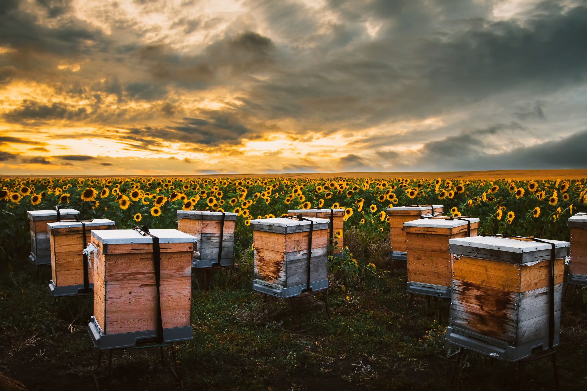 Panorama of beehives in corner of sunflower field